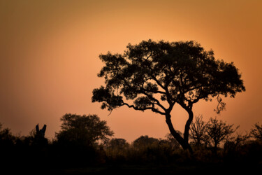 Photography titled "Okavango Dusk" by Igor Borišek, Original Artwork, Digital Photography