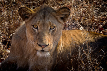 Photographie intitulée "Lion face" par Igor Borišek, Œuvre d'art originale, Photographie numérique