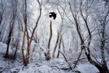 Fotografia intitolato "Raven" da Igor Borišek, Opera d'arte originale, Fotografia digitale