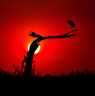 Fotografia intitulada "Okavango Sunset" por Igor Borišek, Obras de arte originais, Fotografia digital