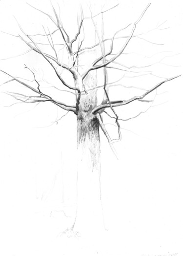 Rysunek zatytułowany „Ветви дуба” autorstwa Игорь Машин, Oryginalna praca, Ołówek