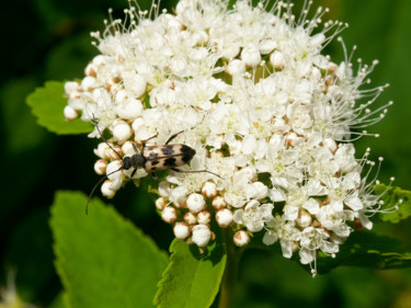 摄影 标题为“Beetle on Flower” 由Igzotic, 原创艺术品, 数码摄影