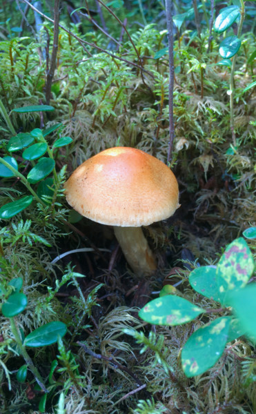 Fotografie mit dem Titel "Mushroom" von Igzotic, Original-Kunstwerk, Digitale Fotografie