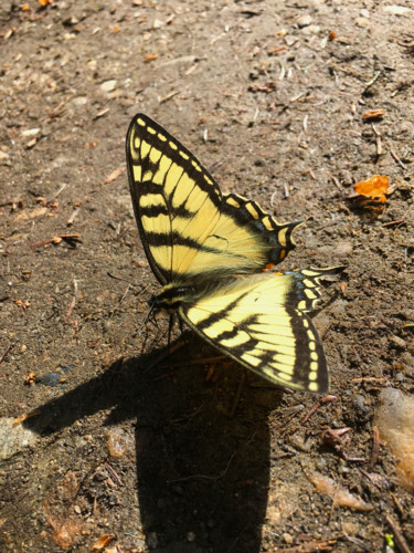 Photography titled "Tiger Swallowtail" by Igzotic, Original Artwork, Digital Photography