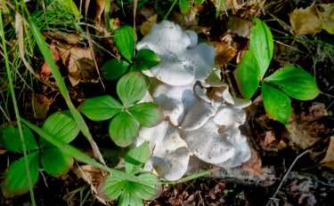 Photographie intitulée "Flock of Mushroom" par Igzotic, Œuvre d'art originale, Photographie numérique