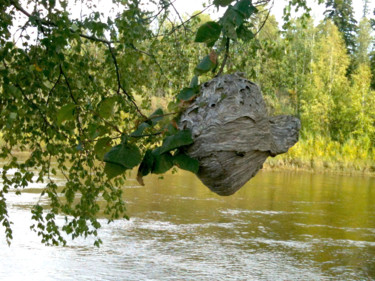 Photographie intitulée "Wood Wasp Hive" par Igzotic, Œuvre d'art originale, Photographie numérique