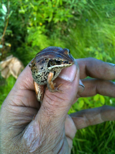 Fotografia zatytułowany „Wood Frog” autorstwa Igzotic, Oryginalna praca, Fotografia cyfrowa