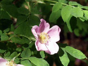 Fotografia intitulada "Rosehip Flower" por Igzotic, Obras de arte originais, Fotografia digital
