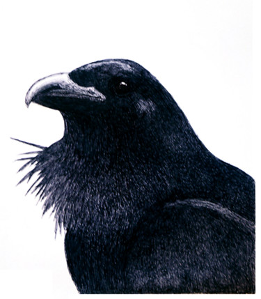 Dibujo titulada "Raven" por Igzotic, Obra de arte original, Tinta
