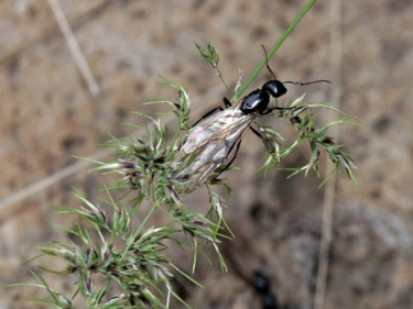 Photographie intitulée "Termite" par Igzotic, Œuvre d'art originale, Photographie numérique