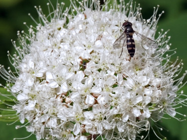 Photographie intitulée "Flower Fly" par Igzotic, Œuvre d'art originale, Photographie numérique