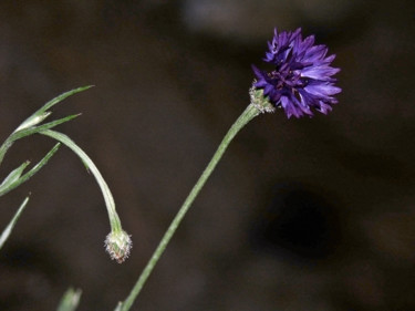 Photographie intitulée "Night Flower" par Igzotic, Œuvre d'art originale, Photographie numérique