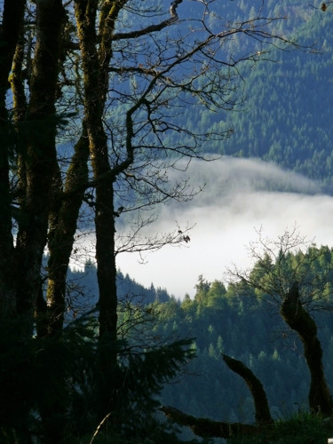 Fotografie getiteld "Titlow Fog" door Igzotic, Origineel Kunstwerk, Digitale fotografie