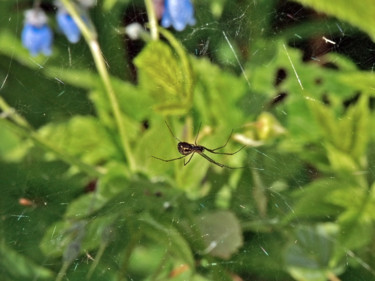 「Spider」というタイトルの写真撮影 Igzoticによって, オリジナルのアートワーク, デジタル