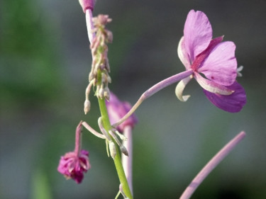 Photography titled "Fireweed Blossom" by Igzotic, Original Artwork, Digital Photography