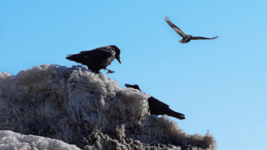 Fotografía titulada "Ravens Talk" por Igzotic, Obra de arte original, Fotografía digital