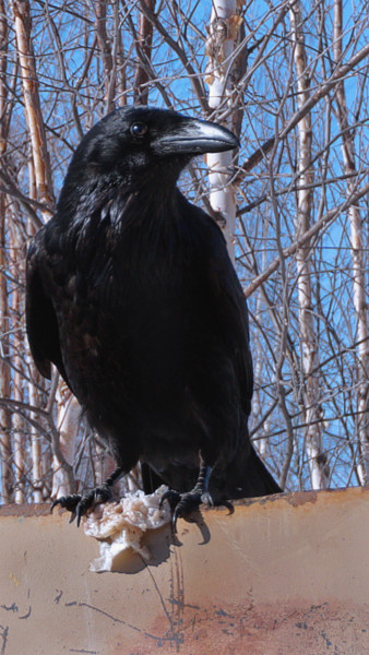 Fotografía titulada "Raven Brunch" por Igzotic, Obra de arte original, Fotografía digital