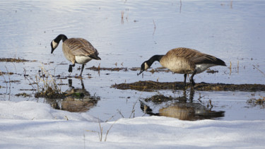 Photographie intitulée "Grazing Geese" par Igzotic, Œuvre d'art originale, Photographie numérique