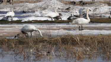Fotografia intitolato "Swans" da Igzotic, Opera d'arte originale, Fotografia digitale