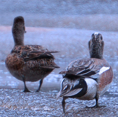 Photography titled "Wigeons 2" by Igzotic, Original Artwork, Digital Photography