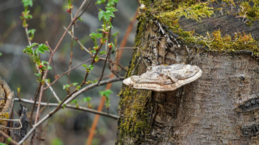Fotografia zatytułowany „Shelf Mushroom” autorstwa Igzotic, Oryginalna praca, Fotografia cyfrowa