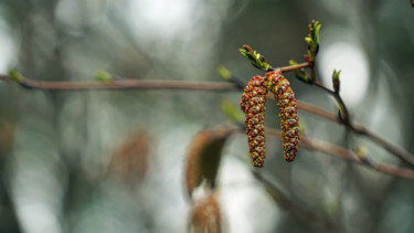 Photographie intitulée "Alder Catkins" par Igzotic, Œuvre d'art originale