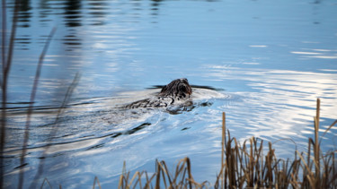 Фотография под названием "Busy Beaver" - Igzotic, Подлинное произведение искусства, Цифровая фотография