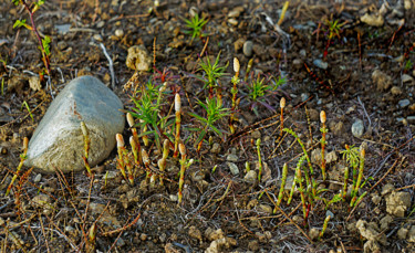 Fotografie mit dem Titel "Tundra Spring" von Igzotic, Original-Kunstwerk, Digitale Fotografie