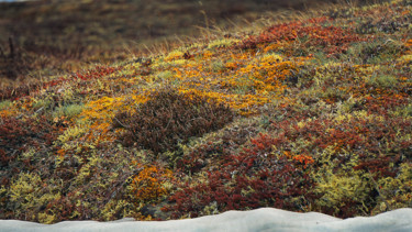 Fotografia intitolato "Tundra" da Igzotic, Opera d'arte originale, Fotografia digitale