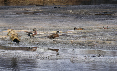 Photography titled "Wigeons World" by Igzotic, Original Artwork, Digital Photography