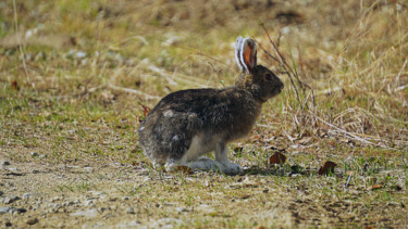 "Arctic Hare" başlıklı Fotoğraf Igzotic tarafından, Orijinal sanat, Dijital Fotoğrafçılık