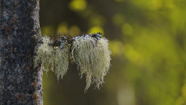 Fotografia intitulada "Beard Lichen" por Igzotic, Obras de arte originais, Fotografia digital