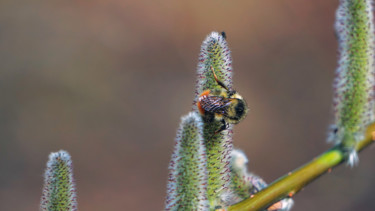 Photographie intitulée "Pollinator" par Igzotic, Œuvre d'art originale, Photographie numérique