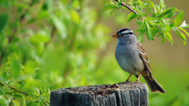 Photographie intitulée "Crowned Sparrow 2" par Igzotic, Œuvre d'art originale, Photographie numérique