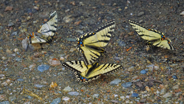 Photographie intitulée "Fallen" par Igzotic, Œuvre d'art originale, Photographie numérique