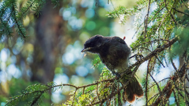 Photographie intitulée "Dark-Eyed Junco" par Igzotic, Œuvre d'art originale, Photographie numérique