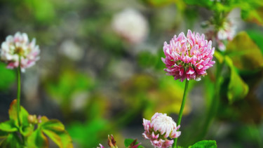 Photographie intitulée "Red Clover" par Igzotic, Œuvre d'art originale, Photographie numérique