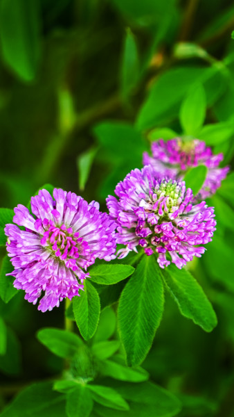 Fotografia intitolato "Red Clover 2" da Igzotic, Opera d'arte originale, Fotografia digitale