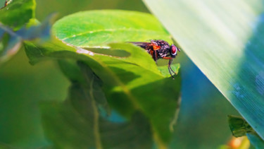 Photography titled "Flychair" by Igzotic, Original Artwork