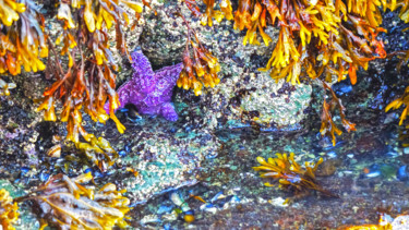 Photographie intitulée "Starfish" par Igzotic, Œuvre d'art originale, Photographie numérique