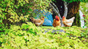 Фотография под названием "Chickens" - Igzotic, Подлинное произведение искусства, Цифровая фотография