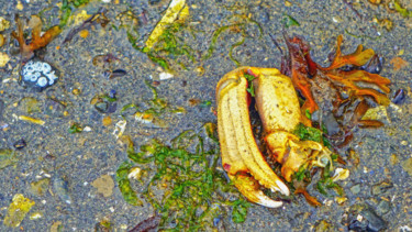 Fotografía titulada "Crab Claw" por Igzotic, Obra de arte original, Fotografía digital