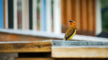 Photographie intitulée "Waxwing" par Igzotic, Œuvre d'art originale, Photographie numérique