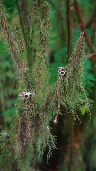 Photographie intitulée "Lichen Blooms" par Igzotic, Œuvre d'art originale