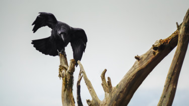 Фотография под названием "Raven Dancer" - Igzotic, Подлинное произведение искусства, Цифровая фотография