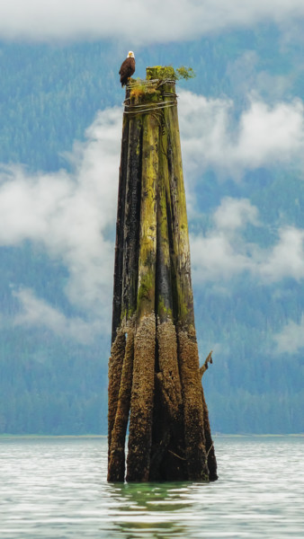 Photographie intitulée "Eagle Perch" par Igzotic, Œuvre d'art originale, Photographie numérique