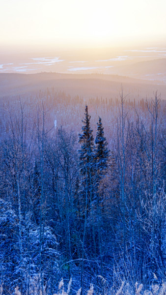 Фотография под названием "Sunset Forest" - Igzotic, Подлинное произведение искусства, Цифровая фотография