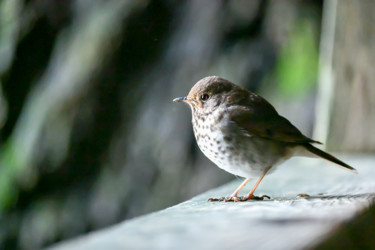 Фотография под названием "Little Bird" - Igzotic, Подлинное произведение искусства, Цифровая фотография
