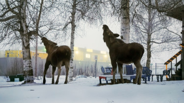 Fotografia intitolato "Moose and Calf" da Igzotic, Opera d'arte originale, Fotografia digitale