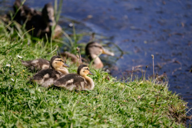 Fotografia zatytułowany „Ducklings” autorstwa Igzotic, Oryginalna praca, Fotografia cyfrowa